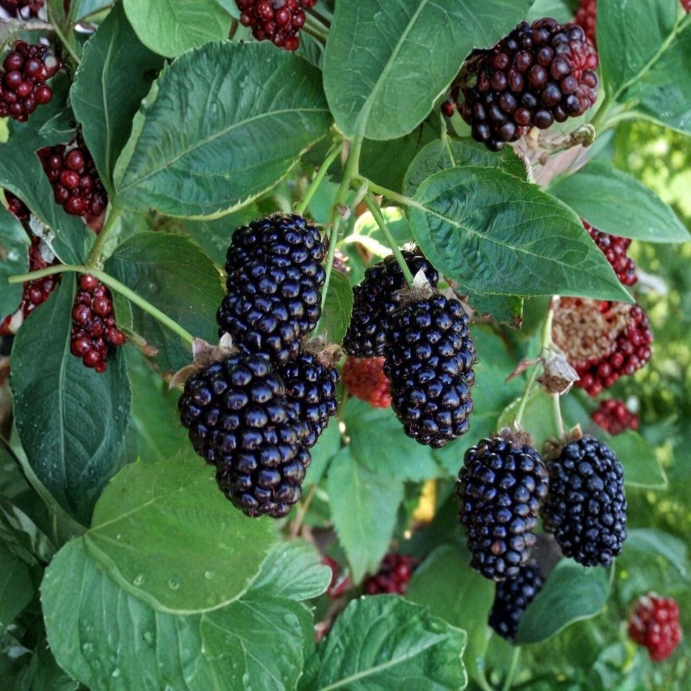 Apache Thornless Blackberry Plant – 3+ Year Mature Plant | Large Fruit Variety | Semi Bare Root Berry Bush | High Yield Garden Plant