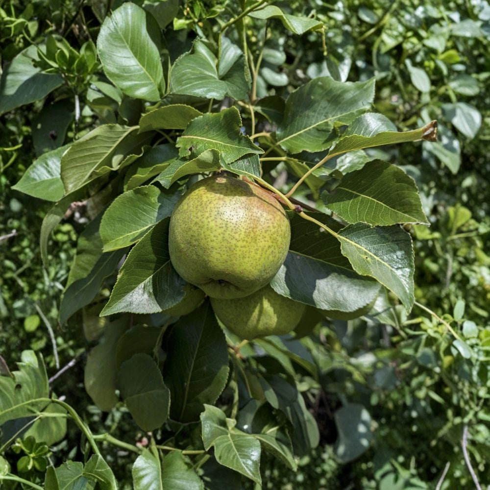 Turnbull Pear Scion – Hybrid Variety 6–10 Inch Dormant Wood | For Grafting | Fresh Cut European × Asian Hybrid | Fire Blight Resistant | Home Orchard