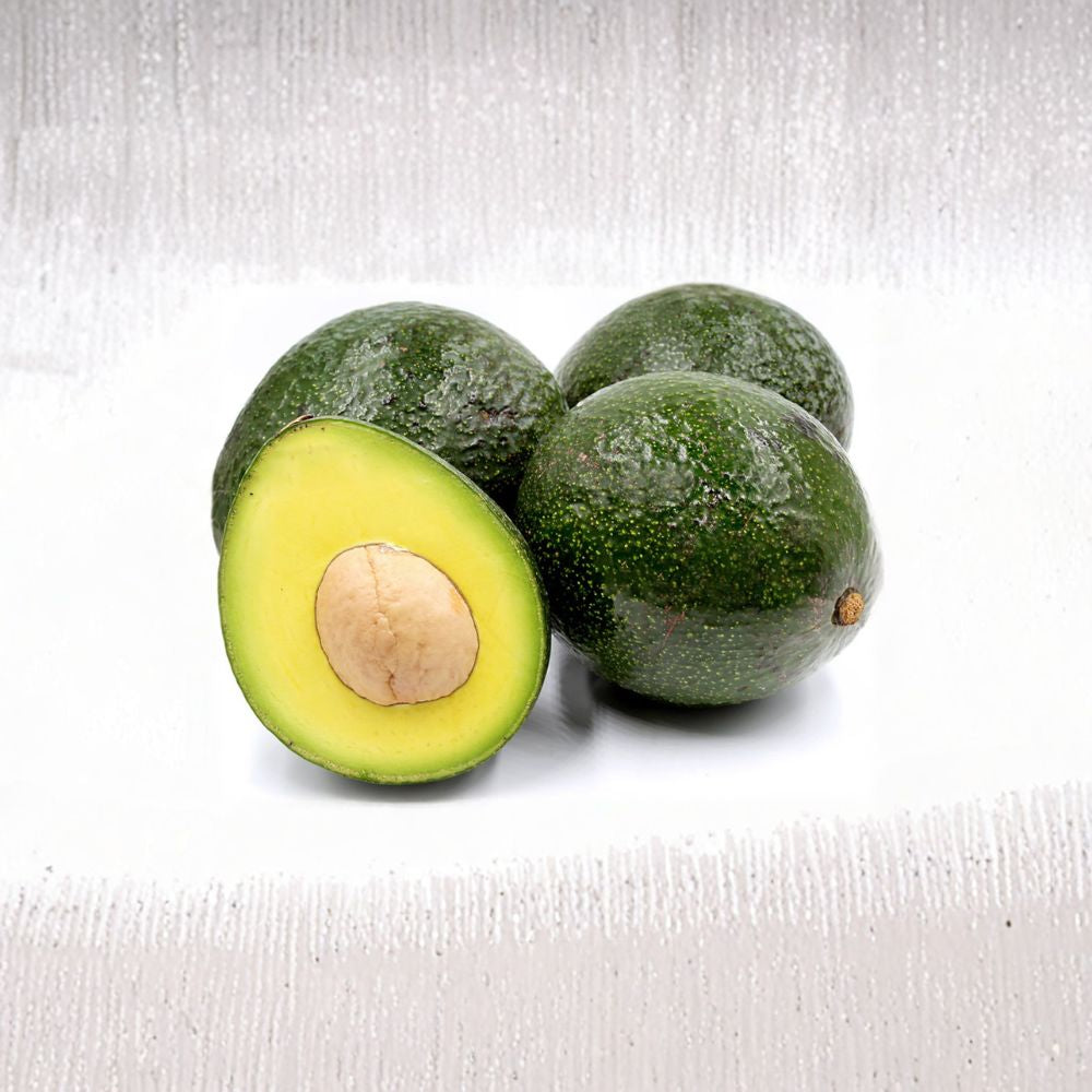 Reed Avocado Tree – Persea americana Live Grafted Tree | 1 Foot Tall | Shipped in 6 Inch Pot Large Round Avocados | Rich Buttery Flavor | Summer Harvest Variety