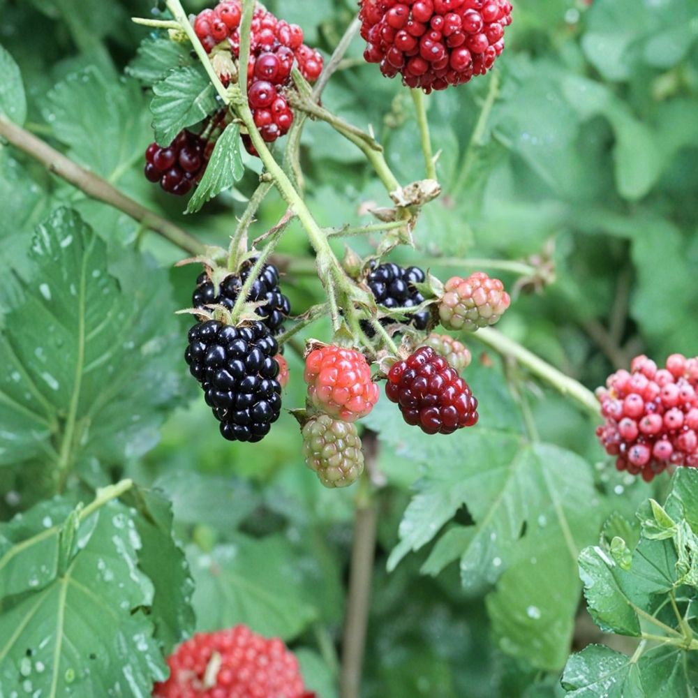 Arapaho Thornless Blackberry Plant – 2 Year Live Potted Berry Bush | Early Ripening Sweet Fruit | Backyard Garden Friendly