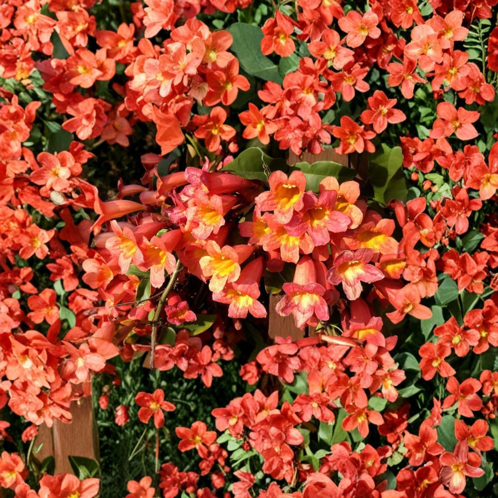 Tangerine Beauty Crossvine – Bignonia capreolata Live Plant | Rooted Starter in Pot | Hummingbird & Butterfly Vine
