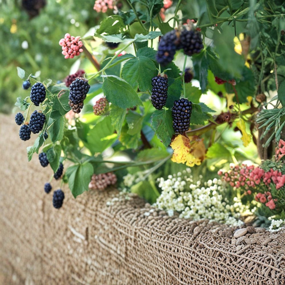 Natchez Thornless Blackberry Plants – Set of 2 Live Berry Bushes | 1–2 Year Old Plants | Large Sweet Berries | Garden Ready Fruit Plants