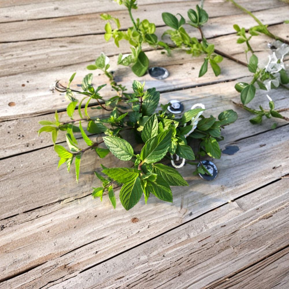 Organic Peppermint Rooted Cuttings Set of 5 | Live Mint Plants Bare Root | Fresh Herb Starter | Easy to Grow | Container Friendly