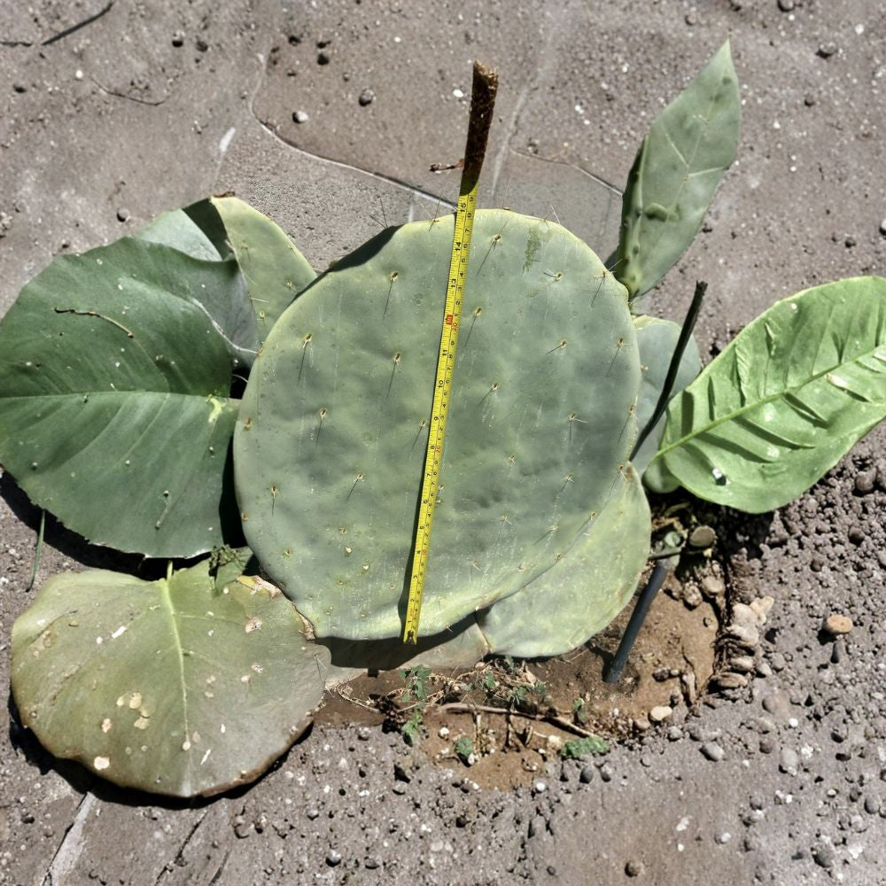 Opuntia robusta – Hardy Prickly Pear 10 Seeds | Extra Large Pads | Drought Tolerant Blue Pad Cactus | Full Sun Desert Plant | Easy to Grow