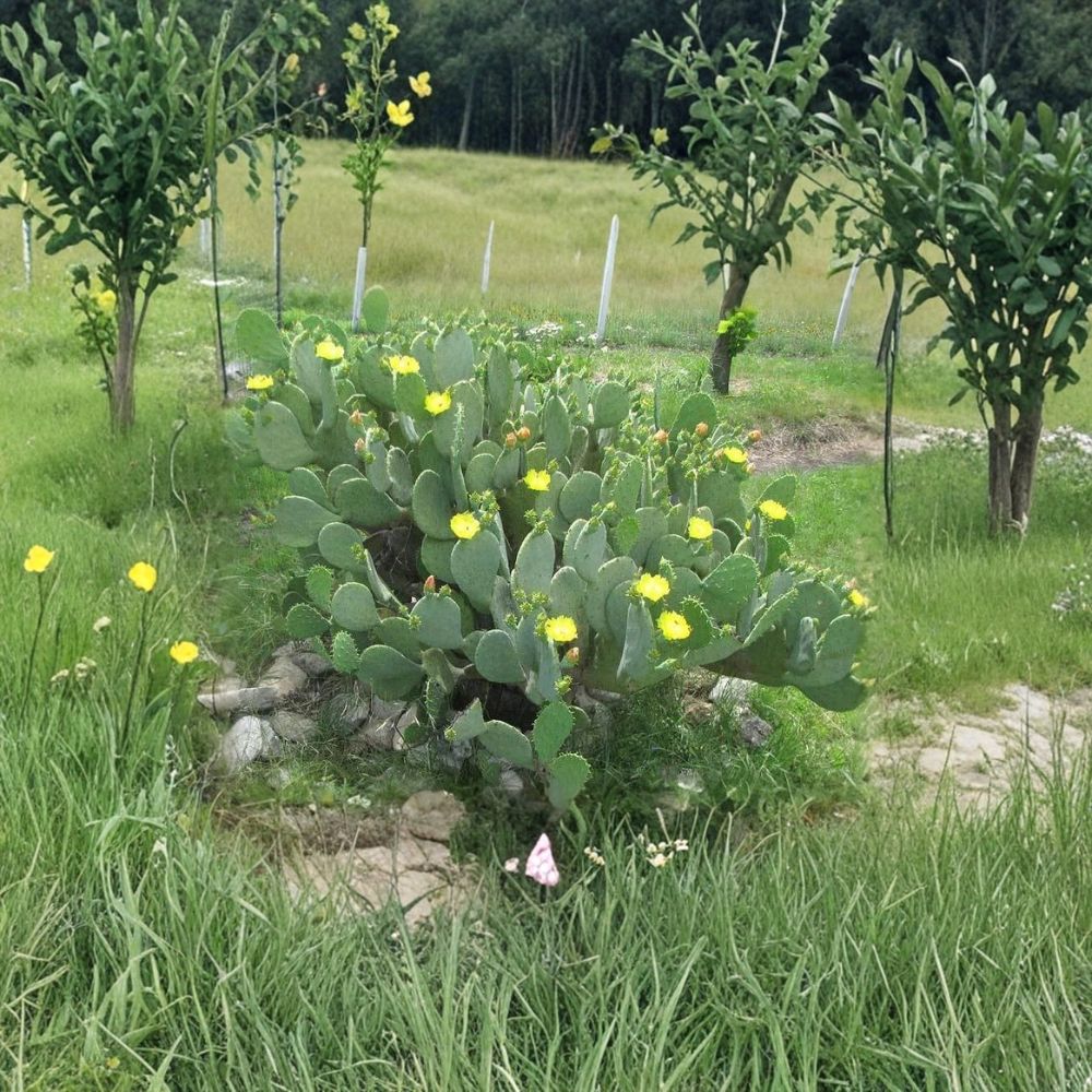 Spineless Prickly Pear Cuttings – Opuntia cacanapa ‘Ellisiana’ | 2 Pads Live Cactus | Hardy Cold-Tolerant Nopales Plant | Easy to Grow