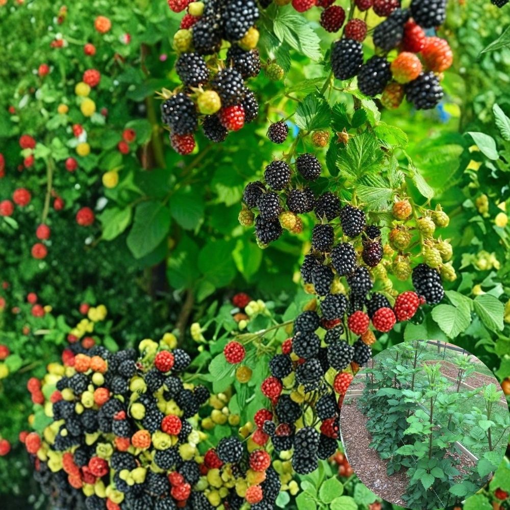 Prime-Ark Traveler Blackberry – 5 Live Starter Plugs | Thornless Everbearing Variety | 3–6 Inches Tall | Bare Root Rubus Plants | Backyard Fruit Garden