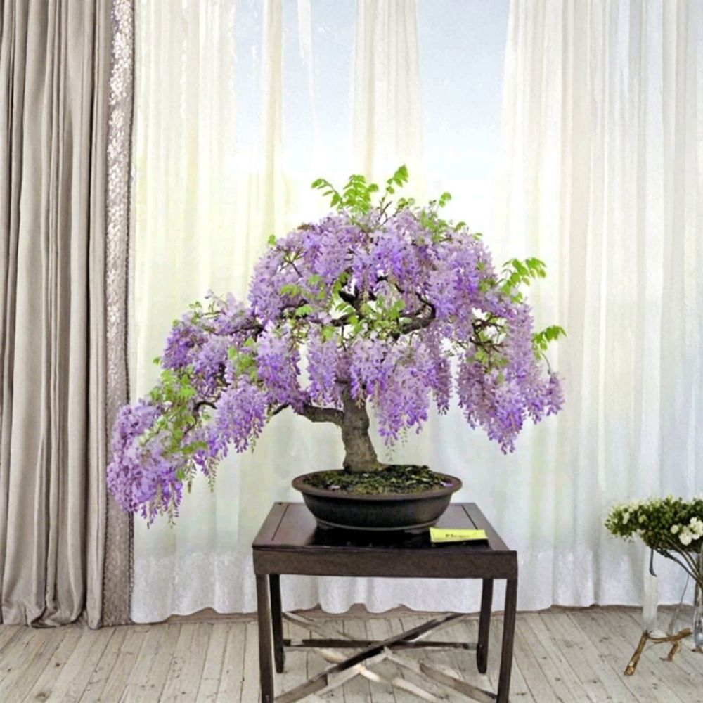 Blue Moon Wisteria Cuttings Set of 3 | Wisteria Macrostachya Vine | Cold Hardy Climbing Plant | Fragrant Flowering Vine | No Pot