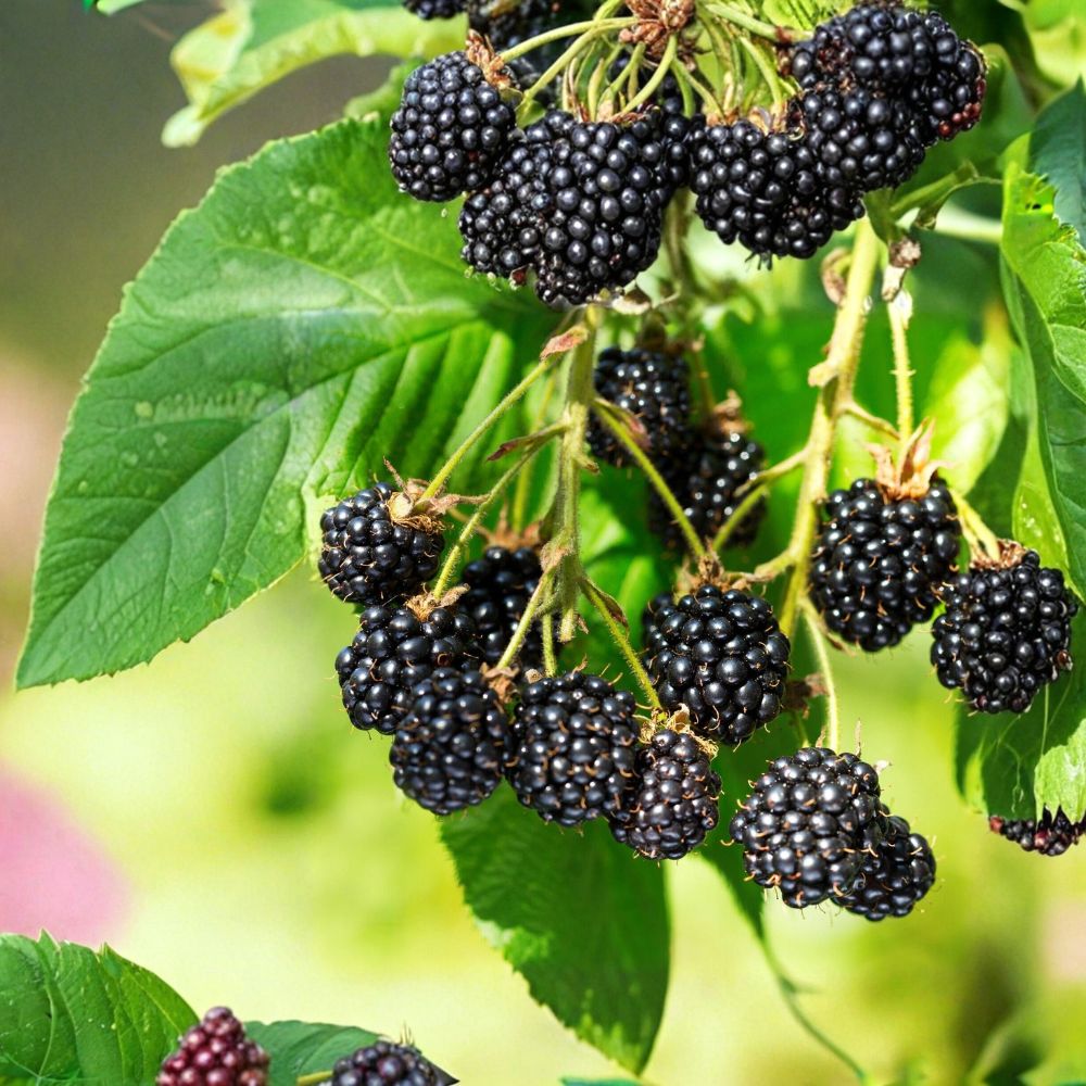 Wild Organic Blackberry Cuttings – 6 + 1 Free Unrooted Cuttings | 6–8 Inch Fresh Cuttings | Easy to Grow Berry Plant Starter
