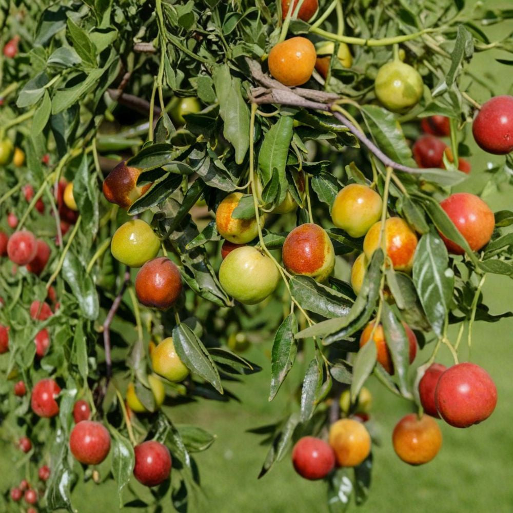 Honey Jar Jujube – Ziziphus jujuba Grafted Live Tree | 3 Feet Tall | Ships in 1 Gallon Pot Extremely Sweet Fruit | Crisp Apple-Like Texture | Cold Hardy Tree