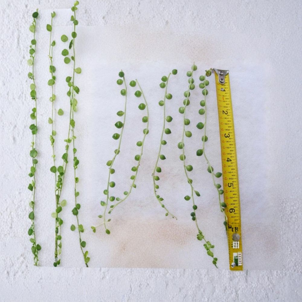 String of Pearls Cuttings Set of 5 | Senecio Rowleyanus Succulent | Trailing Bead Plant | Hanging Succulent | Easy Propagation | No Pot