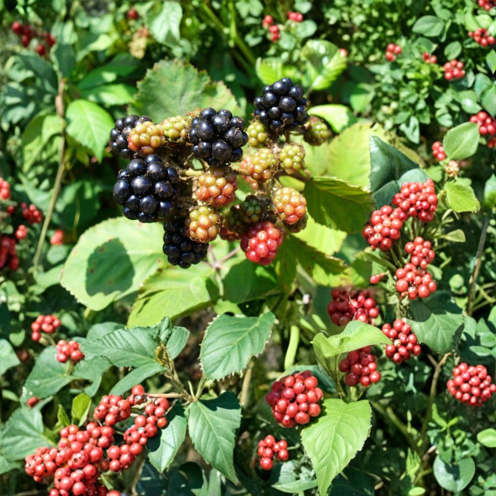 Blackberry Plants – 6 Live Plants (3 + 3 Varieties) | GMO Free Berry Bush Starters | Bare Root Plants | Home Garden Fruit