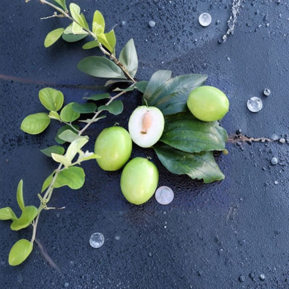 Thai Jujube – Ziziphus mauritiana Grafted Live Tree | 2–3 Feet Tall | Ships in 3 Gallon Pot Sweet Apple-Like Fruit | Prolific Producer | Tropical Fruit Tree