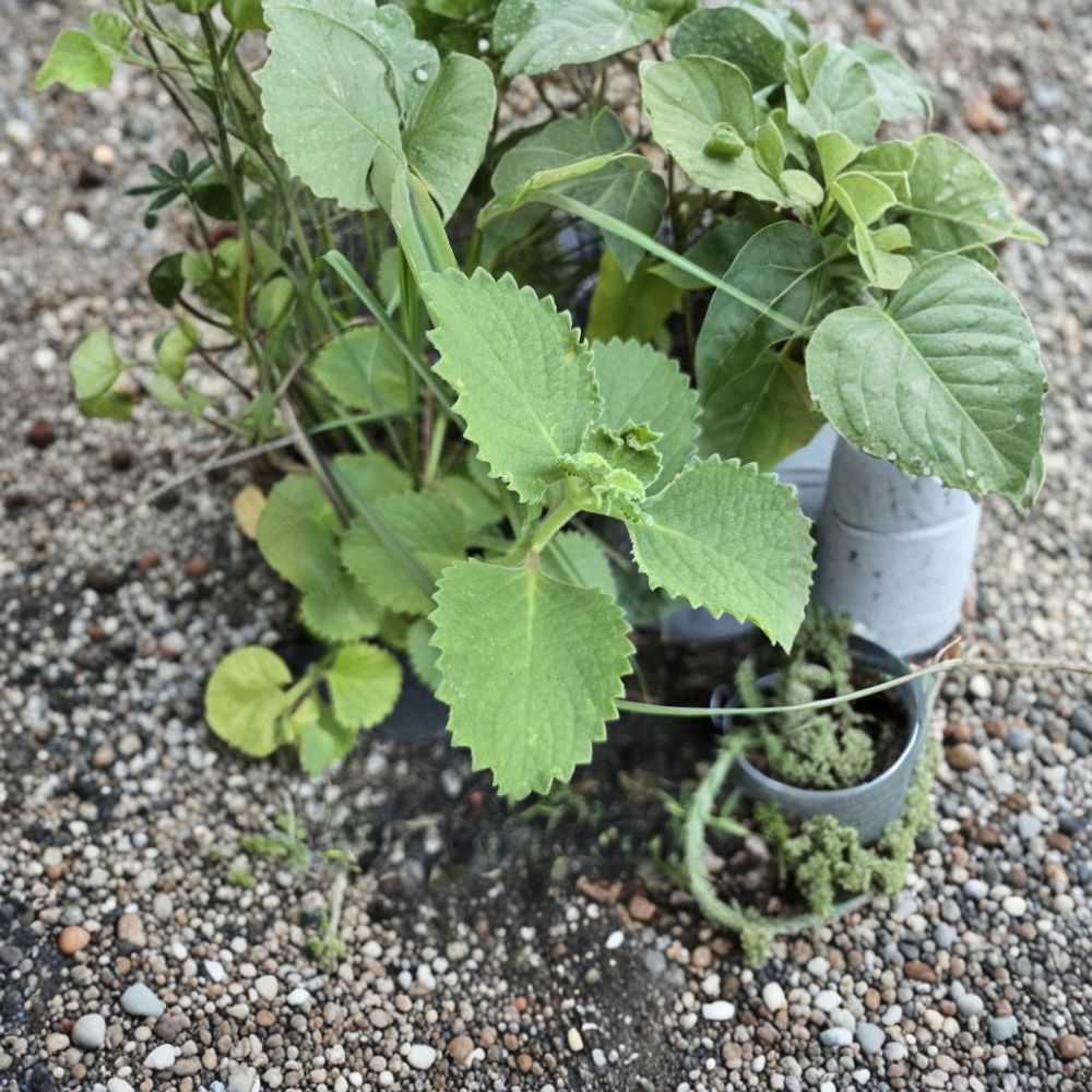 Cuban Oregano Cuttings – Plectranthus amboinicus Live Cuttings | 2 Pack | Mexican Mint Spanish Thyme Herb | Edible Aromatic Plant | Easy to Grow