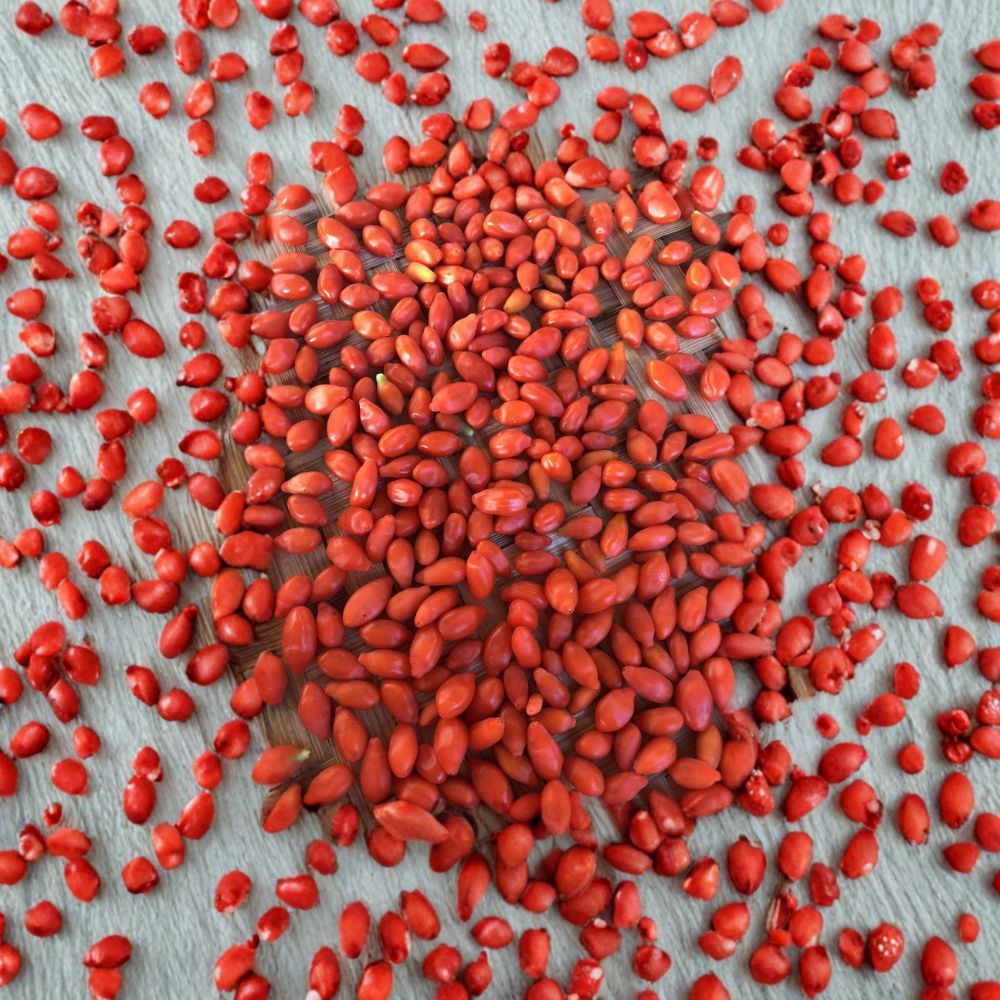 Goji Berry Plant Live With Pot – Lycium Barbarum Edible Superfruit ...