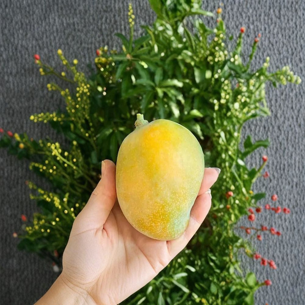 Sweet Tart Mango Tree – Mangifera indica Live Grafted Tree | 1 Foot Tall | Shipped in 6 Inch Pot Florida Hybrid Mango | Sweet-Tart Candy Flavor | Fiberless Orange Flesh