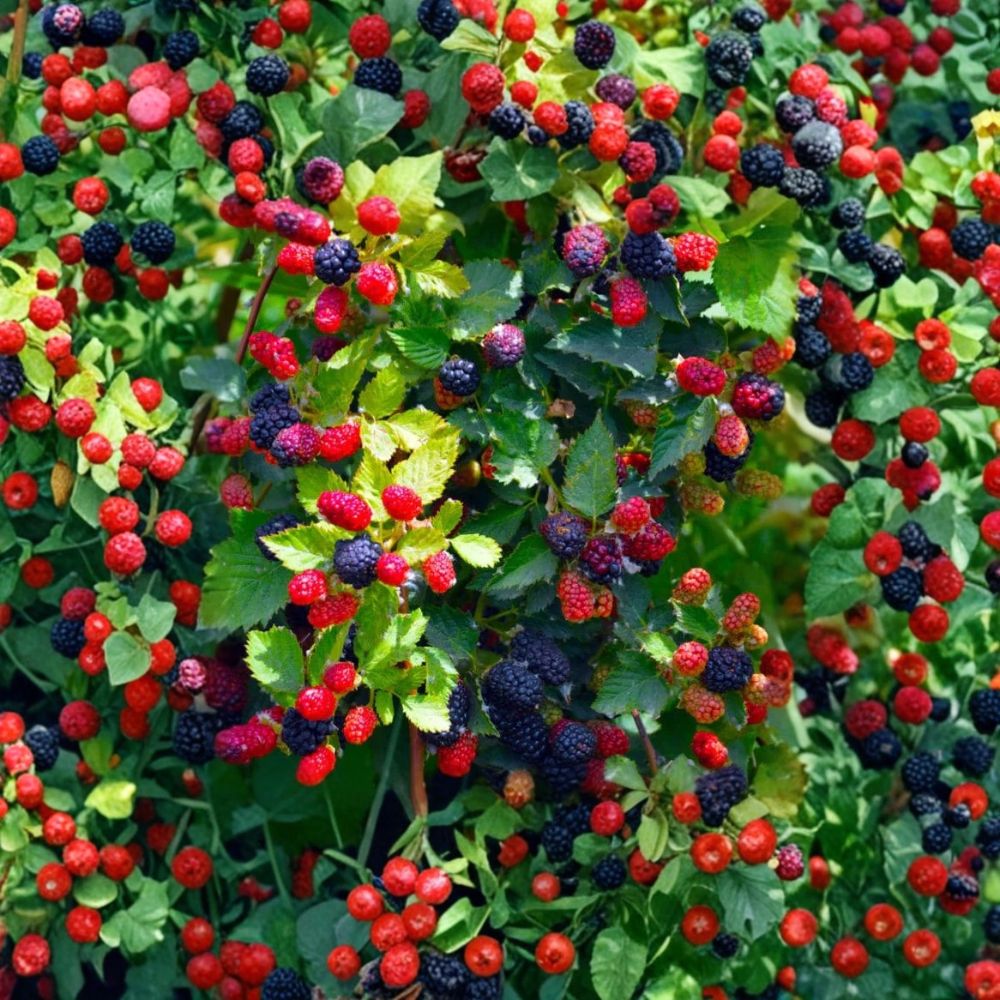 Apache Thornless Blackberry – Live Starter Plug | Rubus fruticosus Berry Plant | Sweet Fruit Garden Shrub
