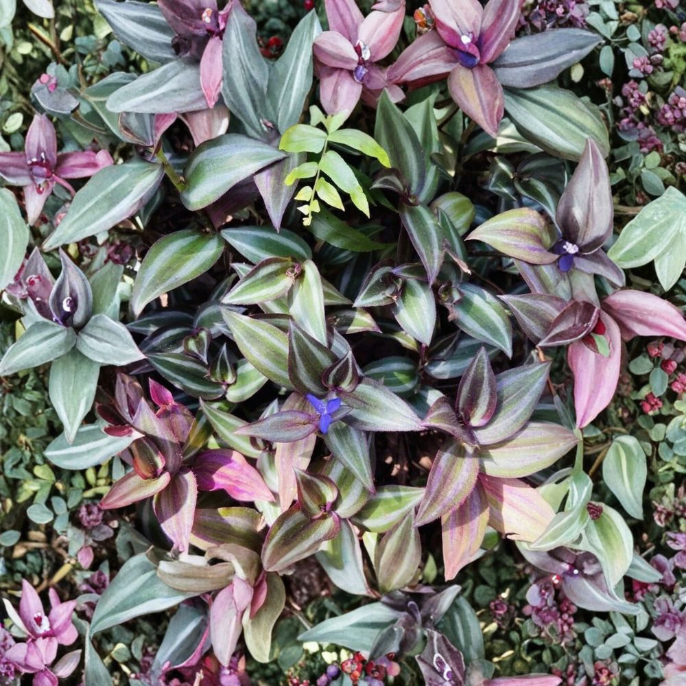 Tradescantia Zebrina Cuttings – Wandering Jew Purple Silver | 10 Unrooted Cuttings | Fast Rooting Trailing Houseplant | Indoor Plant