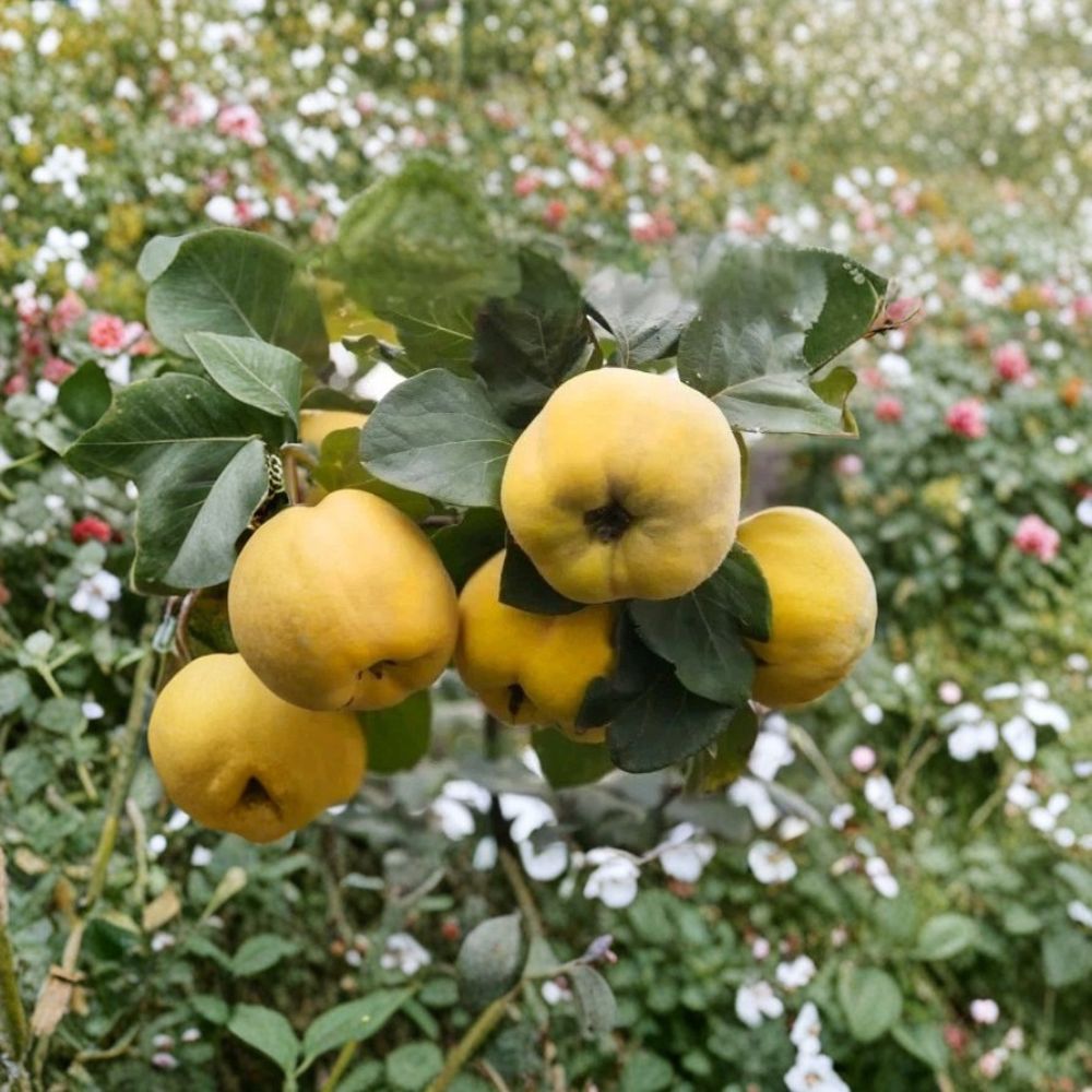 Quince Tree Cutting – Cydonia oblonga Live Unrooted | 6–8 Inch Cutting | Fruit Tree Scion | Easy to Grow