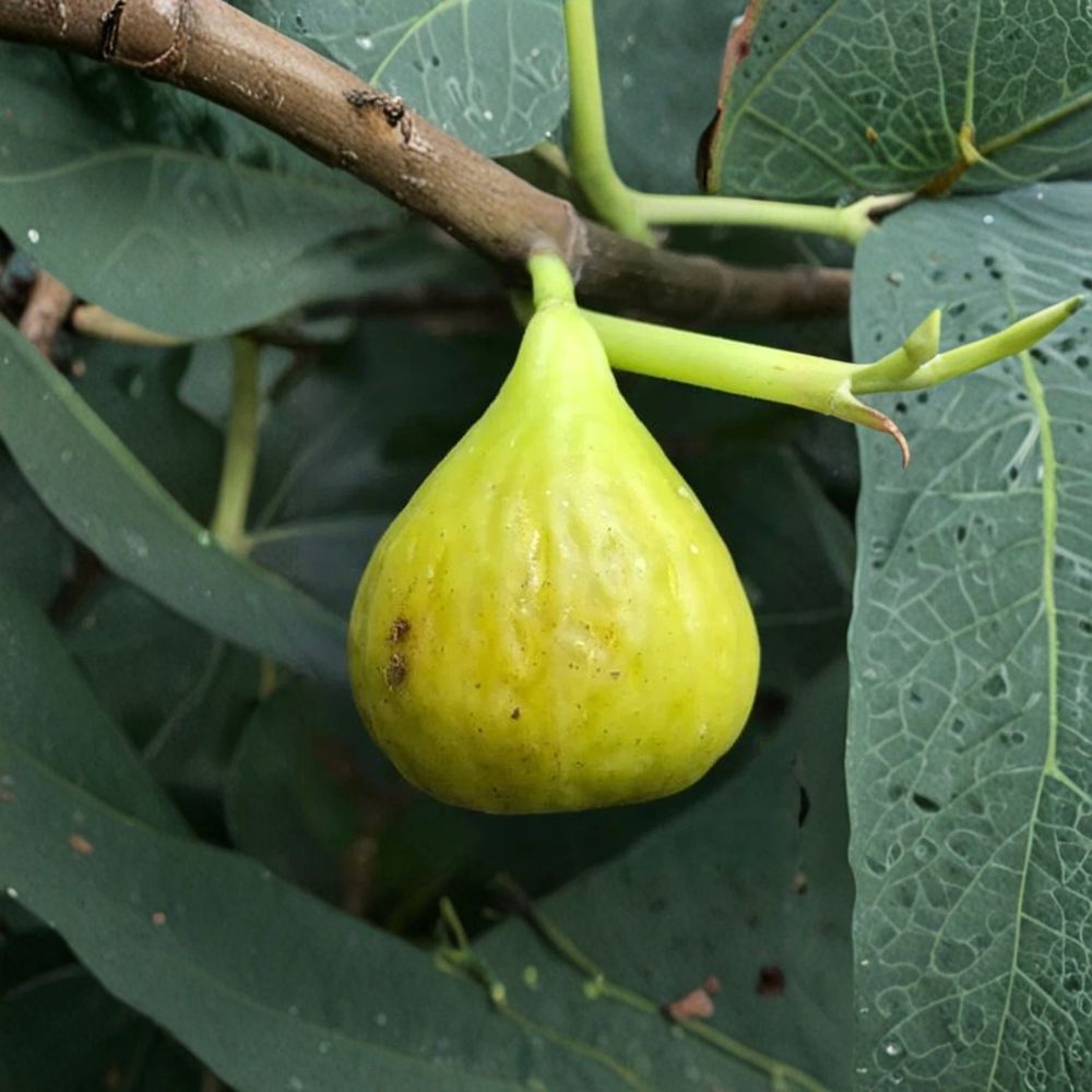 Brooklyn White Fig Cutting – 8+ Inch Ficus carica | 3+ Nodes Fresh Cut | Cold Hardy Sweet Fig Variety