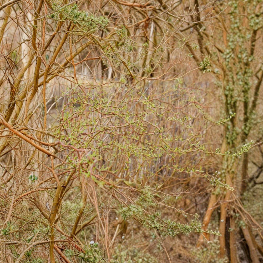 Curly Willow Cuttings – Salix erythroflexuosa Live Unrooted | Set of 5 | Golden Curls Corkscrew Willow | Fast Growing Tree