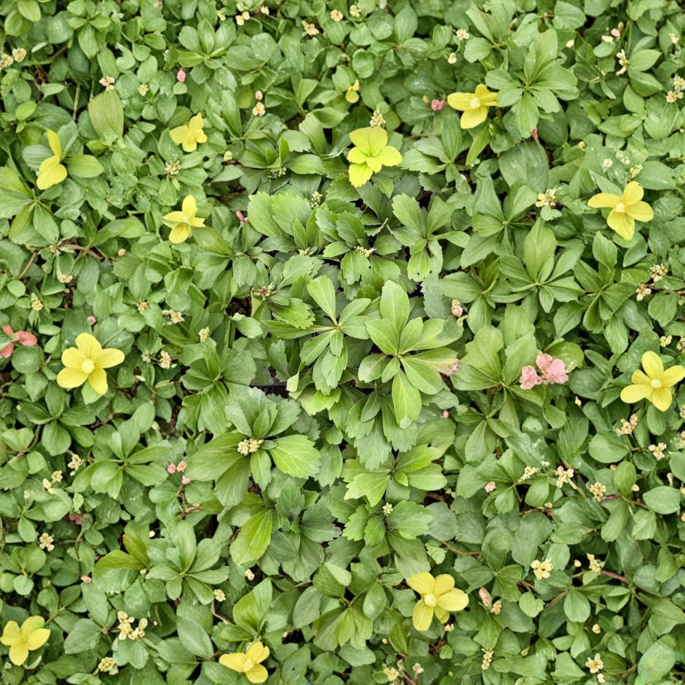 Pachysandra Ground Cover Plants – Pachysandra terminalis Rooted Plants | Bulk 1,000 Pack | Evergreen Shade Groundcover | Fast Spreading Landscape Plant
