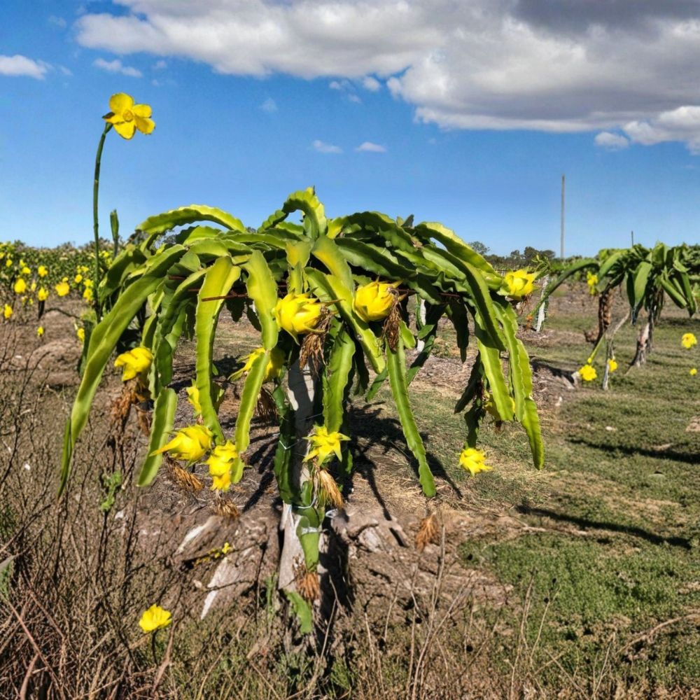 Yellow Dragon Fruit Plant – Selenicereus megalanthus Live Potted Cutting | 8–12 Inches Tall | Sweet Tropical Fruit Cactus | Fast Growing Patio Plant