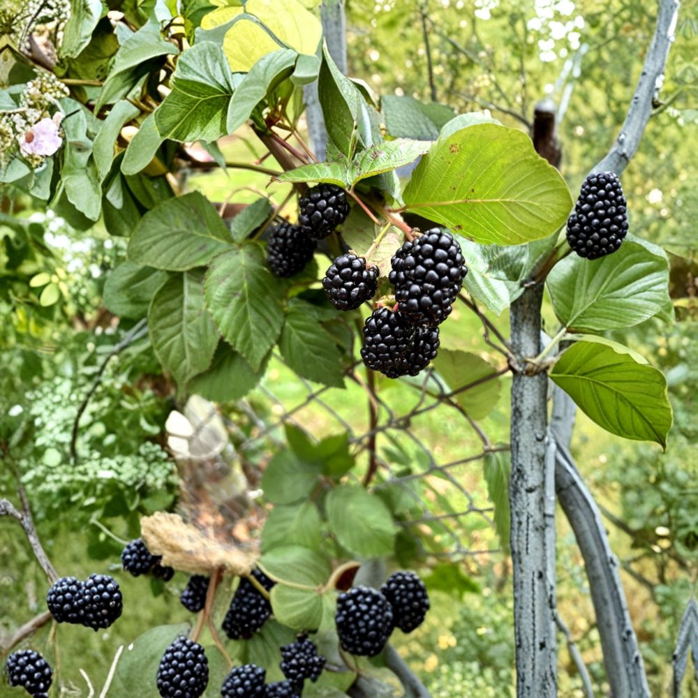 Big Daddy Thornless Blackberry Plant – 1 Live Plant | 10 Inches Tall | Large Sweet Berry Variety | Backyard Garden Fruit Bush | Easy to Grow
