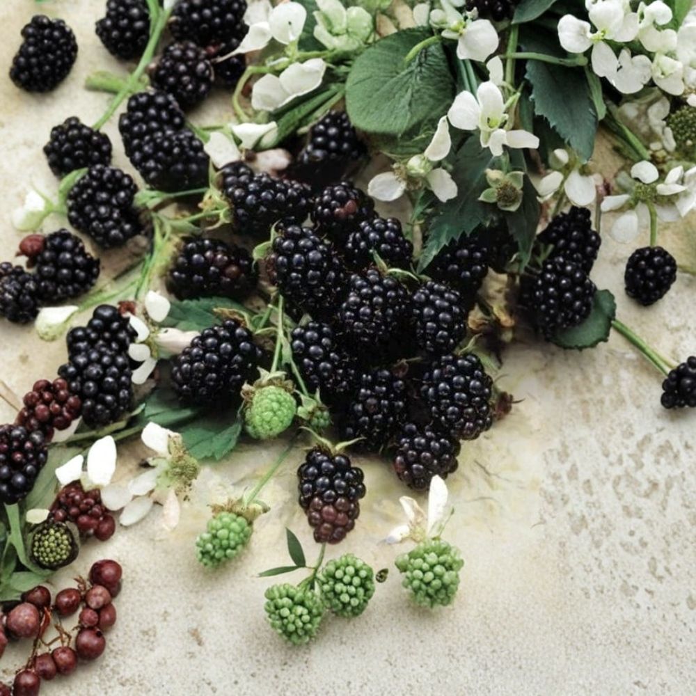Sweetie Pie Thornless Blackberry Plants – Set of 4 Live Plants | 2–6 Inches Tall | Sweet Juicy Berry Variety | Starter Plants in Tray Pots | Backyard Fruit Garden