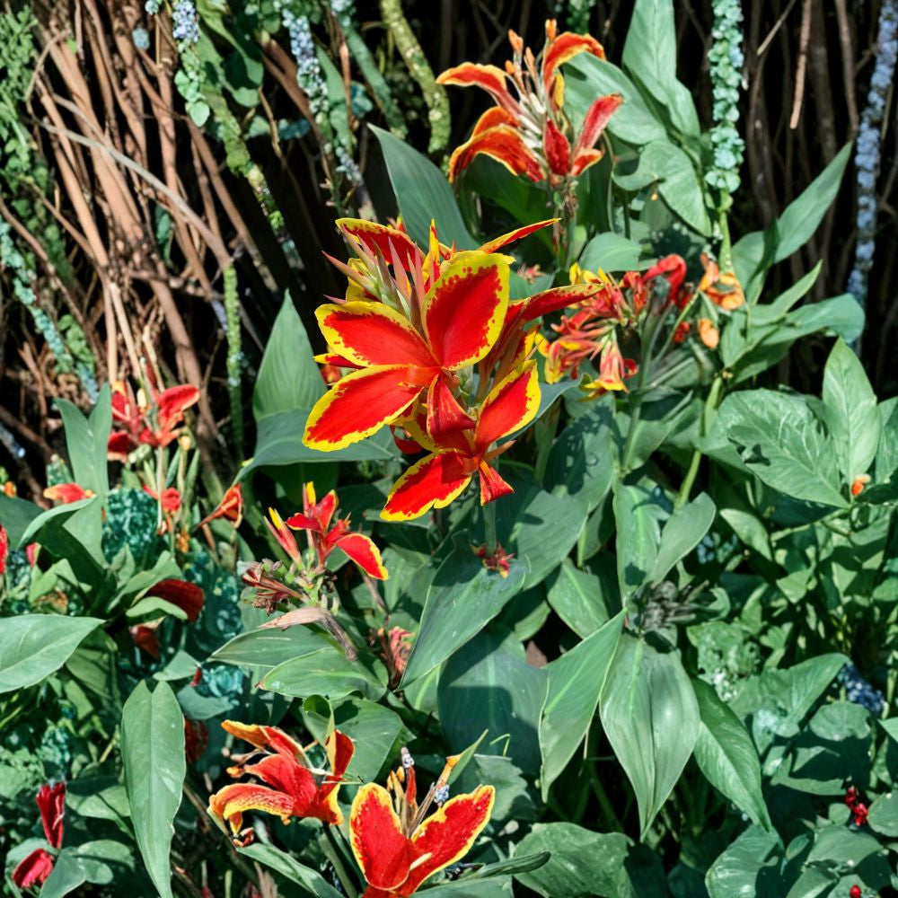 Dwarf Tropical Flowering Plant – 2 Feet Tall Live Colorful Plant | 2 Feet Tall | Ships in 6” Pot Bright Red Flowers | Yellow Edged Blooms | Tropical Garden Accent