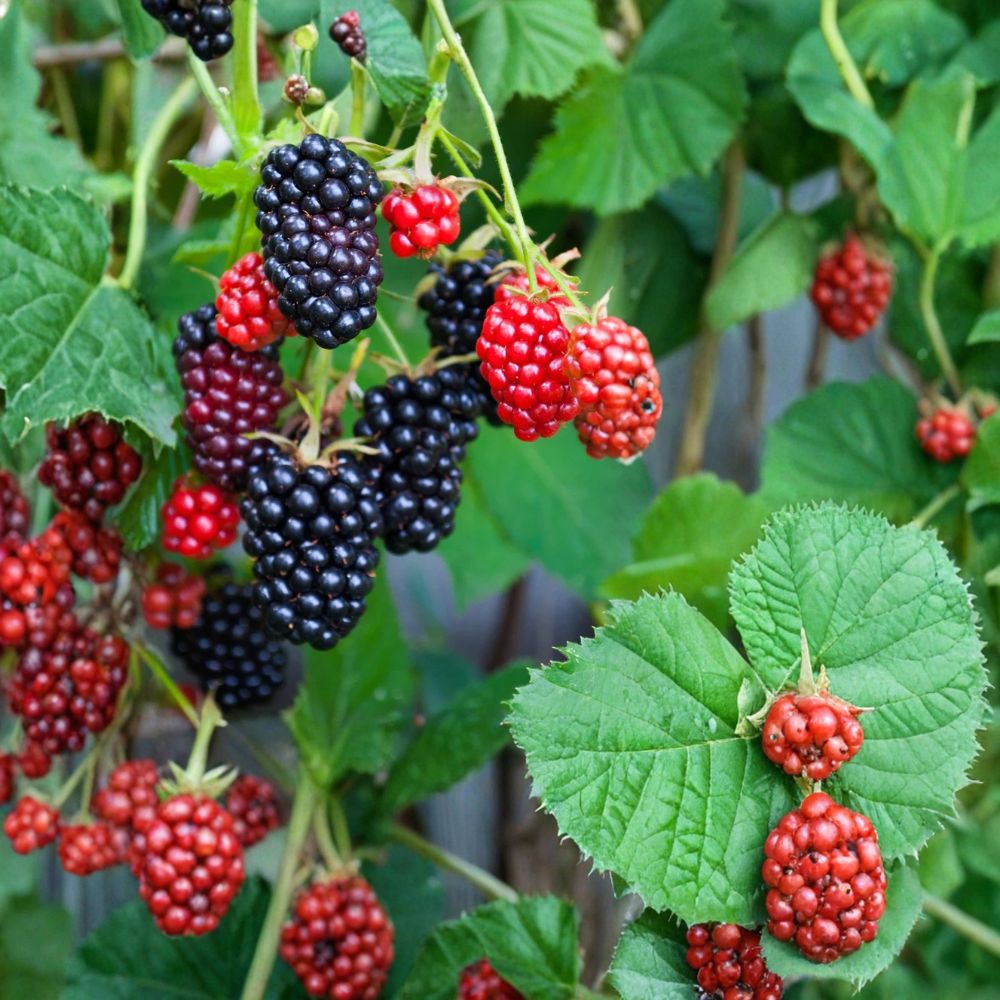 Apache Thornless Blackberry Plants – Set of 10 Starter Plugs | 3–6 Inches Tall | Bare Root Rubus fruticosus | Large Sweet Berry Variety