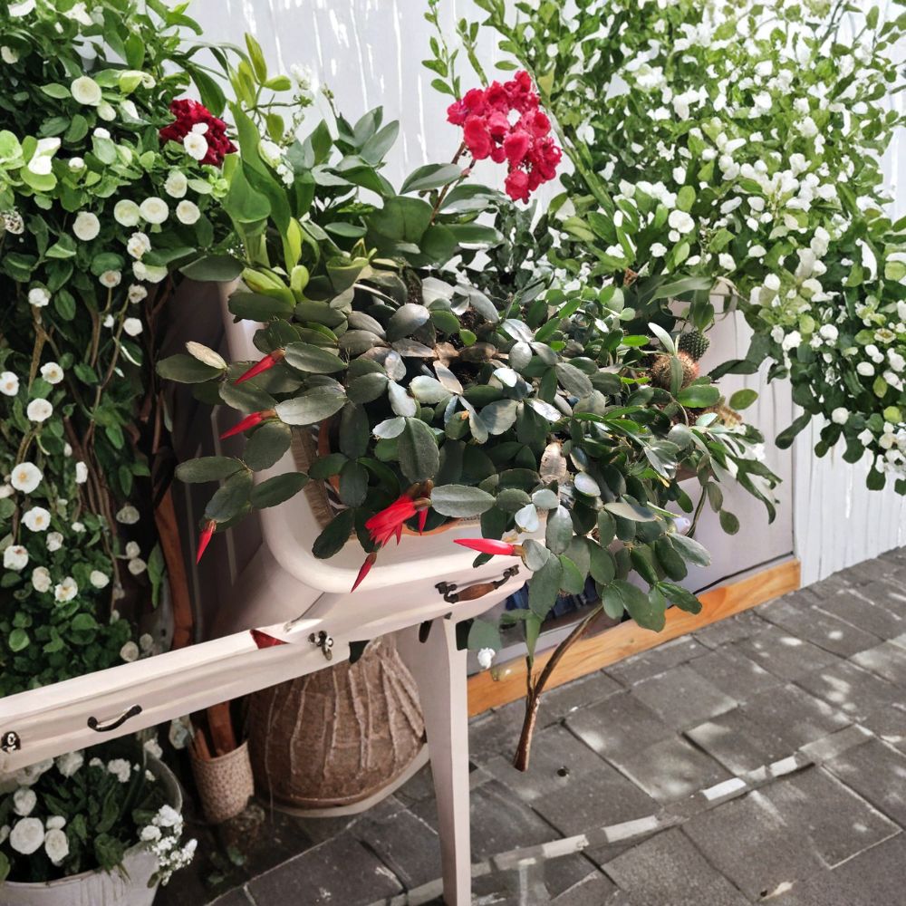 Easter Cactus Cuttings – Rhipsalidopsis gaertneri Live Cuttings | Set of 3 (2 Segment) | Spring Blooming Red Flower | Holiday Cactus | Easy to Grow