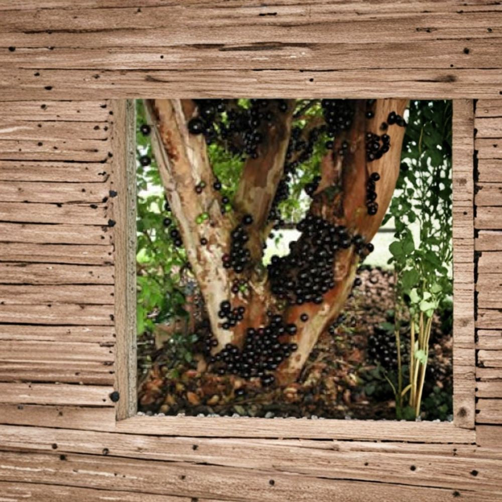 Jaboticaba – Myrciaria cauliflora Live Tropical Fruit Tree | 2–3 Feet Tall | Shipped in 3 Gallon Pot Brazilian Grape Tree | Trunk-Fruiting Variety | Rare & Exotic Fruit