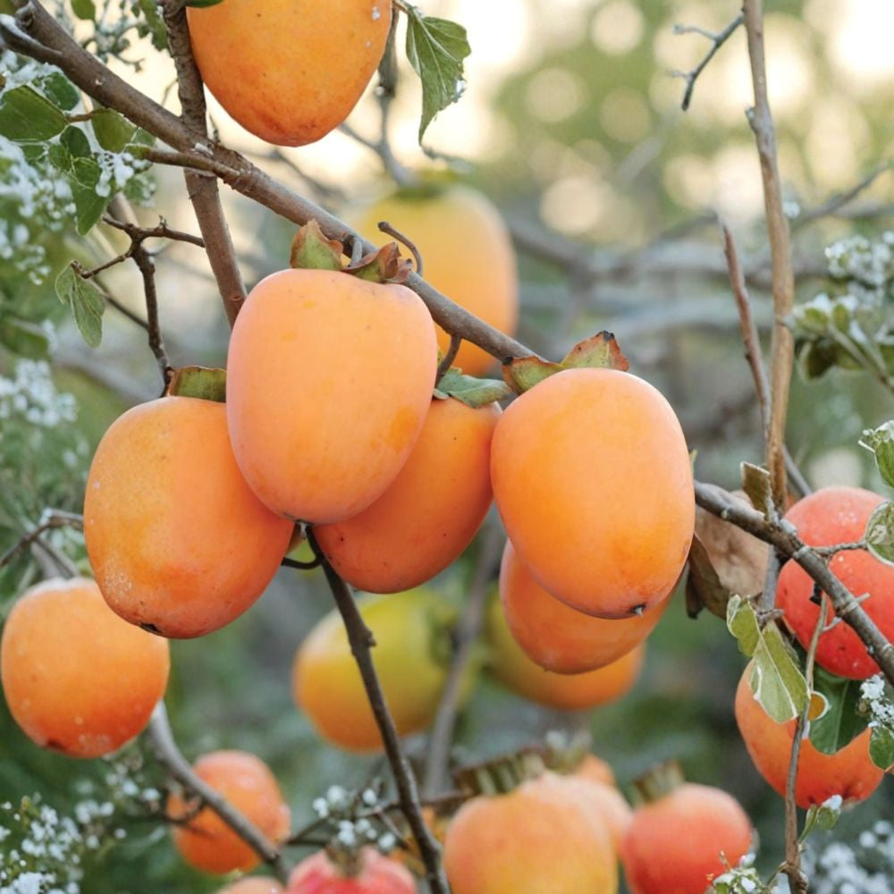 Saijo Persimmon – Diospyros kaki Live Fruit Tree | 3 Feet Tall | Shipped in 2 Gallon Grow Bag Sweet Astringent Variety | Honey-Like Flavor | Self-Pollinating Tree
