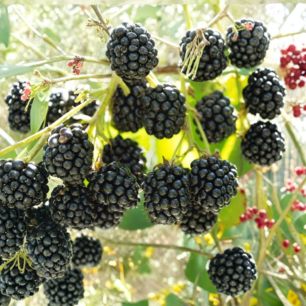 Thornless Blackberry Plant – Live Berry Bush | 1.5–2.5 Ft Tall | Sweet Large Berries | Easy Backyard Fruit Plant
