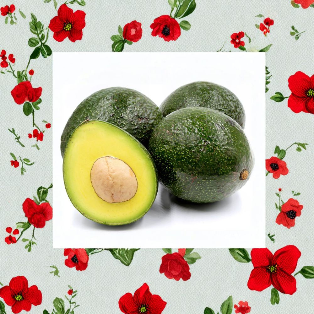 Reed Avocado Tree – Persea americana ‘Reed’ Grafted Live Tree | 3–4 Feet Tall | Thick Trunk | Shipped in Nursery Pot Premium Avocado Variety | Large Creamy Fruit | Backyard Orchard Ready