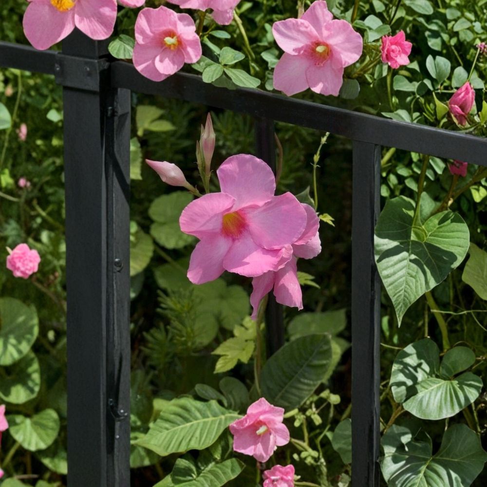Mandevilla Alice Dupont – 4 Live Rooted Plants | Pink Climbing Flower Vine | Tropical Patio Plant | Fast Growing Summer Blooms