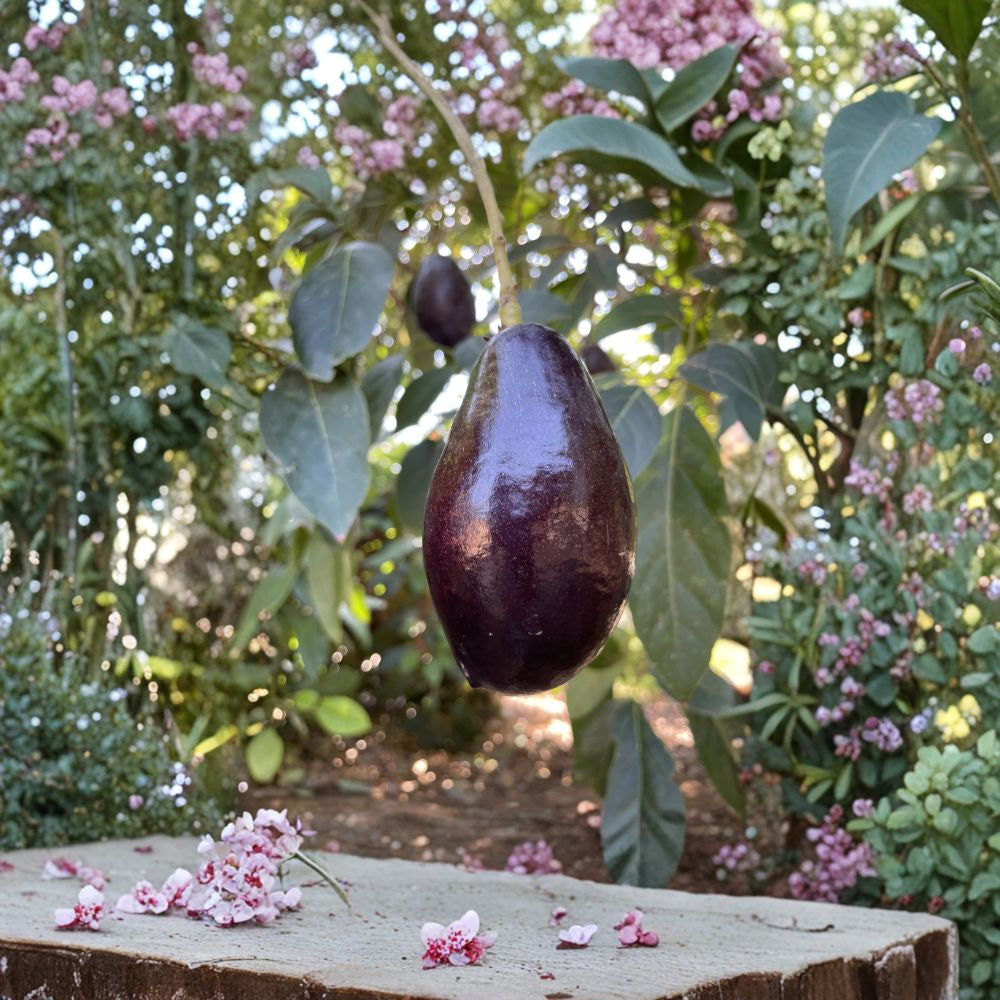 Mexicola Avocado Tree – Persea americana Live Grafted Tree | 3–4 Feet Tall | Bigger Trunk Cold Hardy Avocado | Thin Edible Skin | Early Season Variety