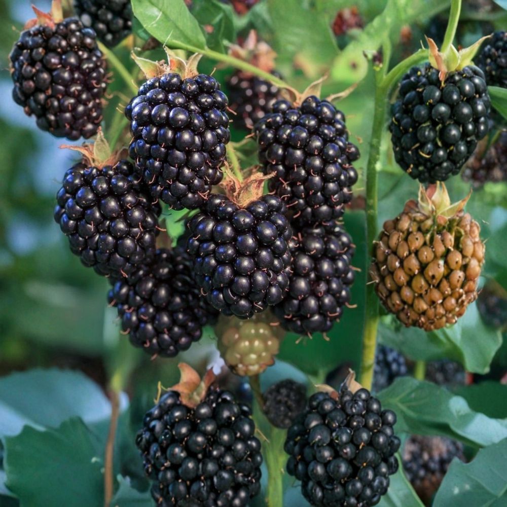Black Satin Thornless Blackberry Plants – Live Starter Berry Bush | Bare Root Fast Growing Variety | Sweet Garden Blackberries