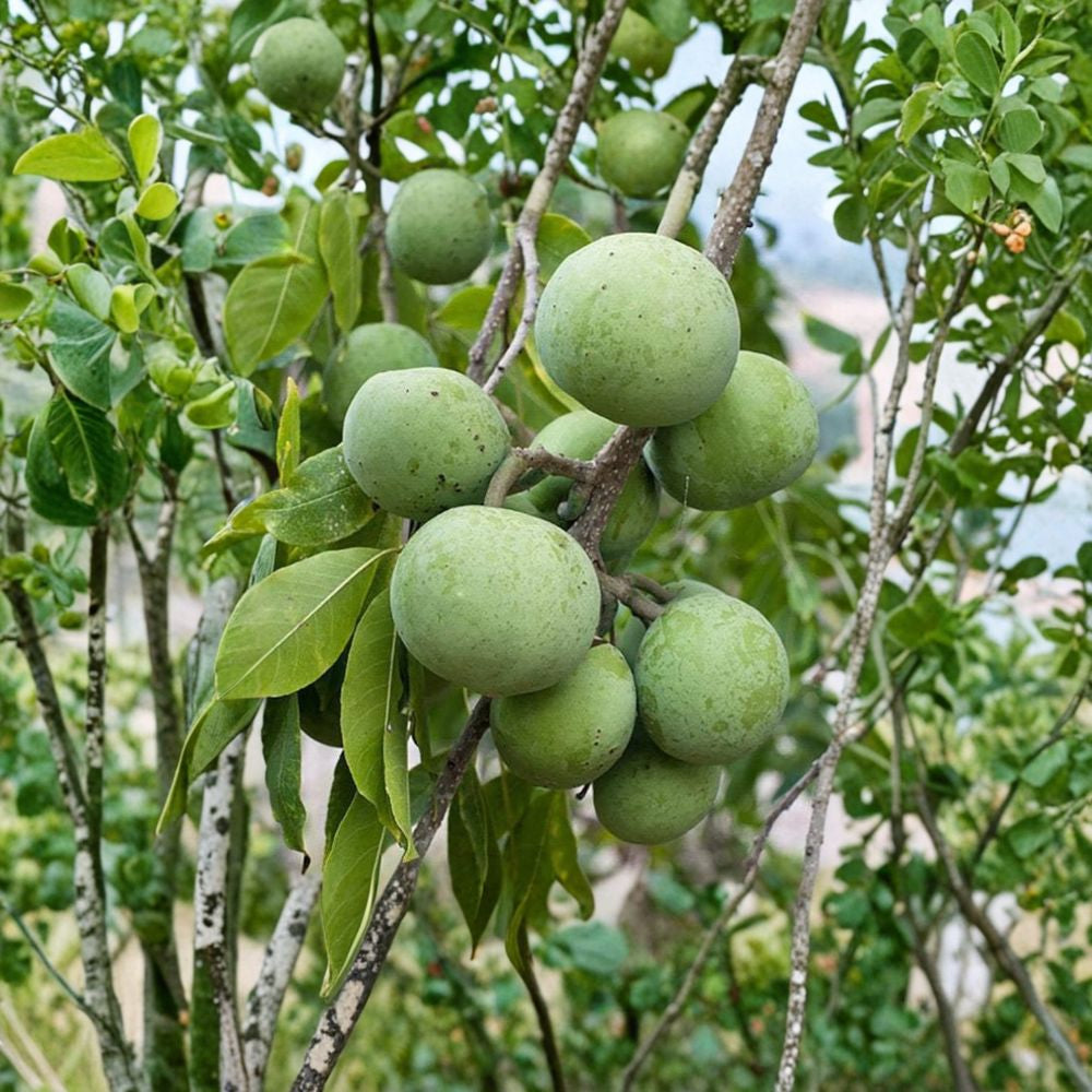 White Sapote ‘Suebelle’ (Hubbell) – Casimiroa edulis Live Grafted Tree | 2 Feet Tall | Shipped in 3 Gallon Pot Nearly Year-Round Fruit | Sweet Creamy Flavor | Excellent Backyard Variety