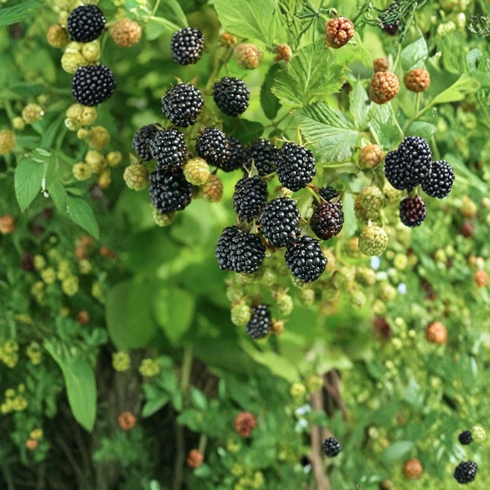 Sweet Ark Ponca Thornless Blackberry Plant – Live Berry Bush | 1–2 Year Old Plant | Early Ripening Sweet Fruit | Garden Ready