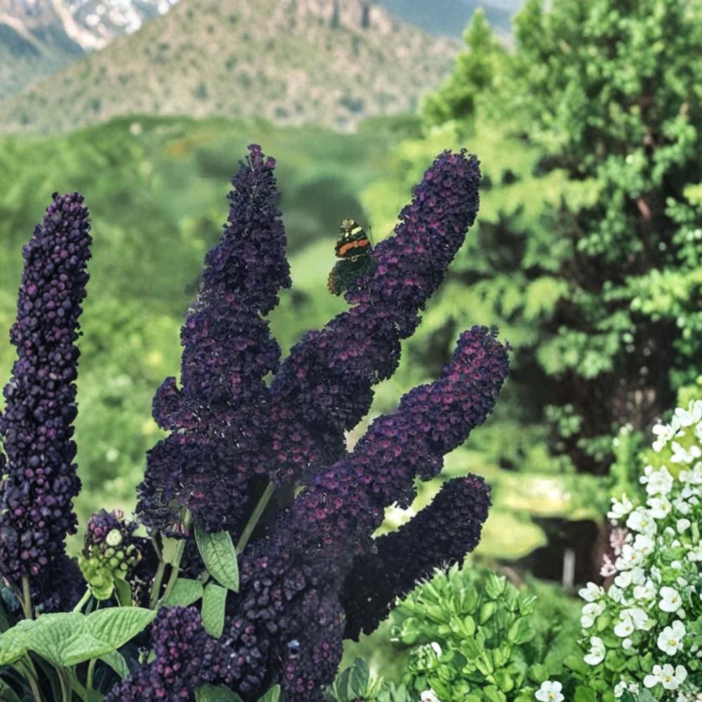 Black Knight Butterfly Bush – Buddleia davidii Live Plant | Small Rooted Starter in Pot | Fragrant Purple Blooms | Pollinator Garden