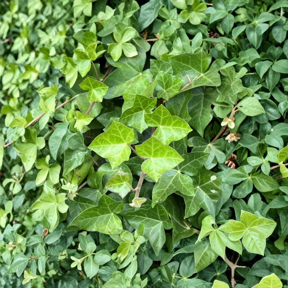 English Ivy Cuttings – Hedera Helix 10 Pack | Live Unrooted Ivy Vines 6–12 Inch | Fast Growing Climbing Plant | Indoor Outdoor Greenery