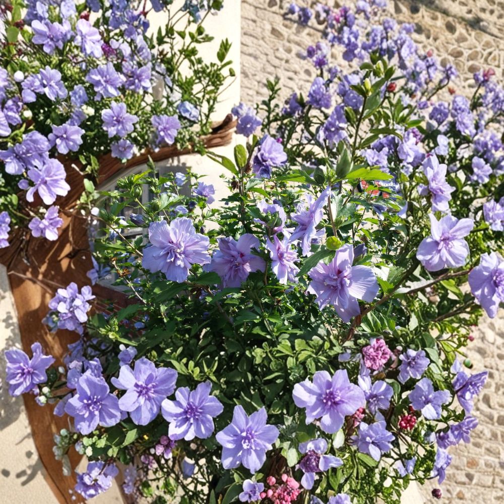 Rose of Sharon Cuttings – 10 Pack Double Purple Pink | Hibiscus Syriacus | Flowering Shrub Starter | Hardy Garden Plant