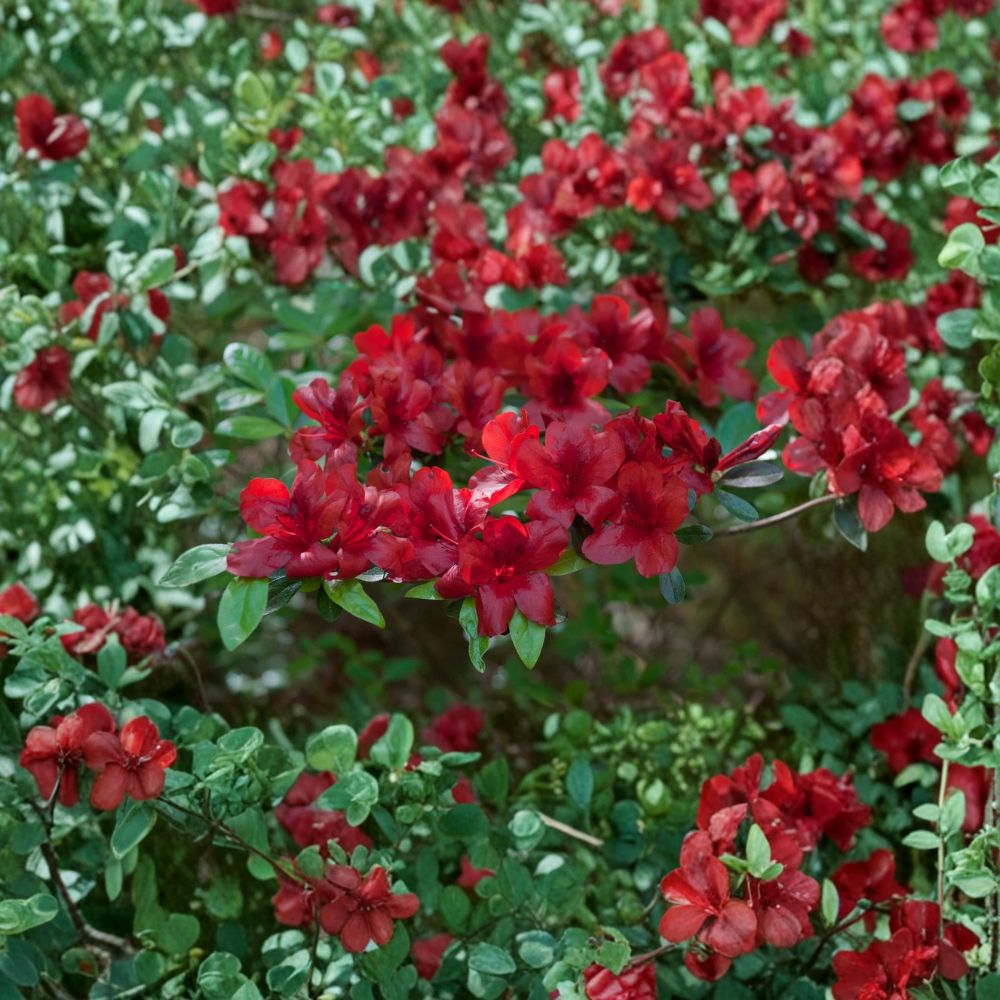 Midnight Flare Azalea Plant – Rhododendron Deciduous Live Starter | 2–8 Inch Rooted Plant in Pot | Vibrant Spring Flowering Shrub | Shade Garden Favorite