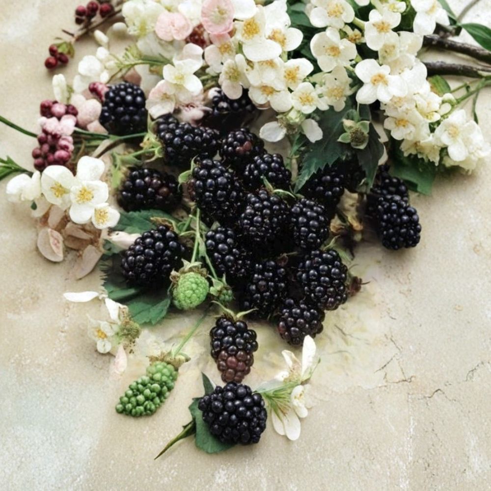 Sweetie Pie Thornless Blackberry Plants – Set of 4 Live Plants | 2–6 Inches Tall | Sweet Flavor Berry Variety | Starter Plants in Tray Pots | Backyard Fruit Garden