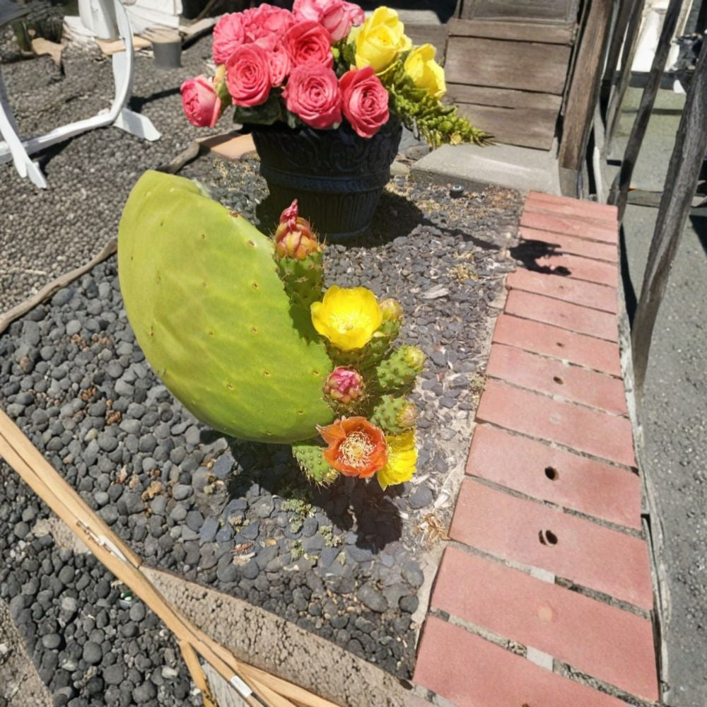 Prickly Pear Cactus – Opuntia 1 Fresh Pad Cutting | Orange Pink Yellow Blooms | Edible Fruit Flowering Desert Plant | Low Maintenance | Easy to Grow