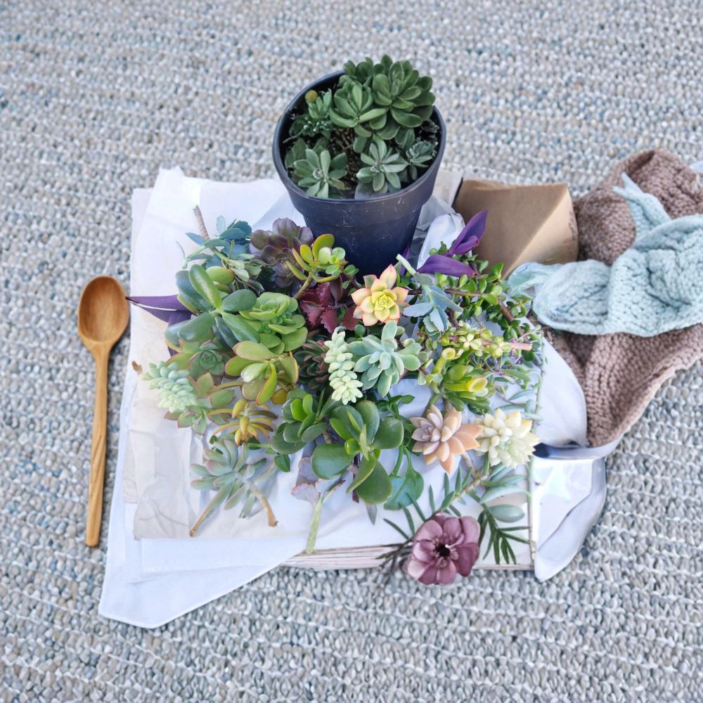 Succulent Cuttings Variety Pack – Mixed Succulents | 11 Unrooted Cuttings | 4–6 Inches Tall | Portulacaria Afra & Crassula Ovata Included