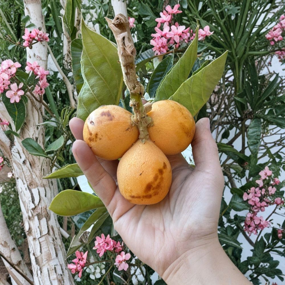 Peluche Loquat Scions – Eriobotrya japonica | 2 Unrooted Cuttings | 5–8 Inches Long | Rare Giant Loquat Variety | Ideal for Grafting