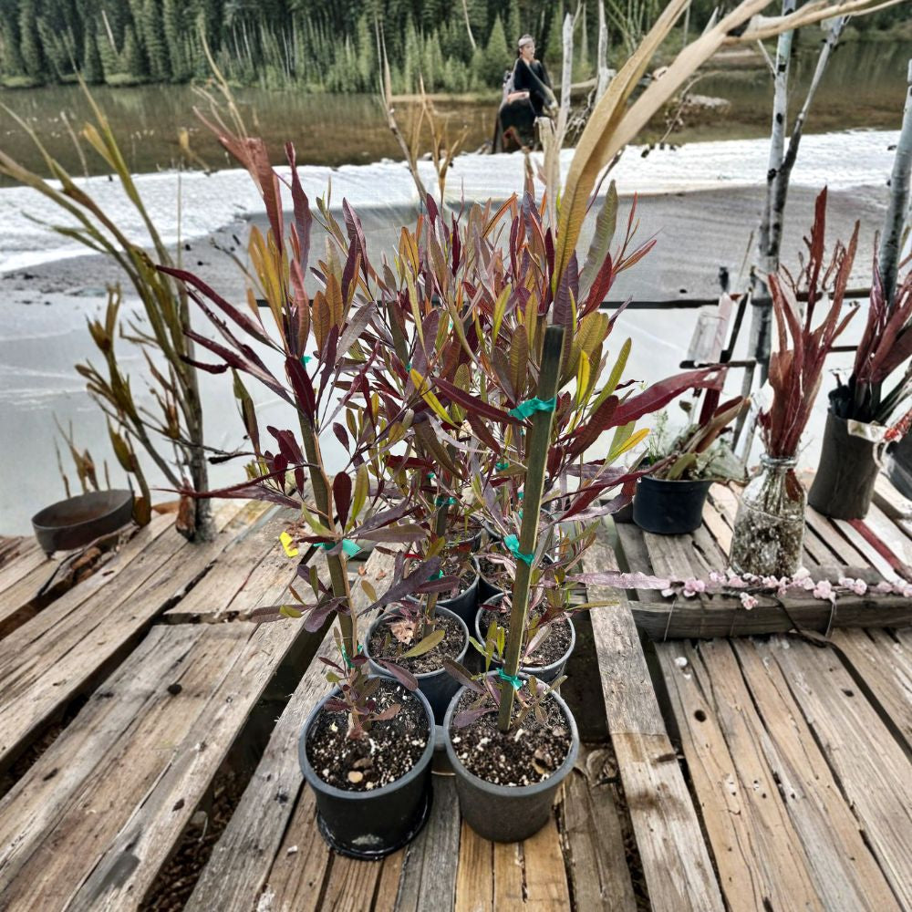 Dodonaea viscosa ‘Purpurea’ (Hop Bush) Live Evergreen Shrub | 2 Feet Tall | Shipped in 1 Gallon Pot Purple Foliage Accent | Drought Tolerant | Fast Growing Landscape Shrub