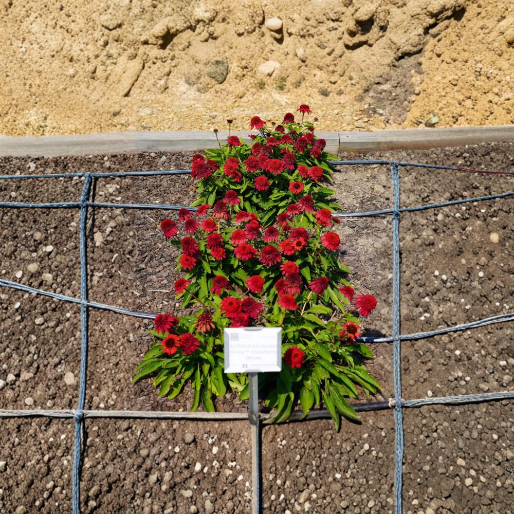 Echinacea ‘Double Scoop Strawberry Deluxe’ – Coneflower Live Starter Plant | Includes Nursery Pot Double Red Blooms | Pollinator Friendly Perennial | Summer Flowering | Easy to Grow